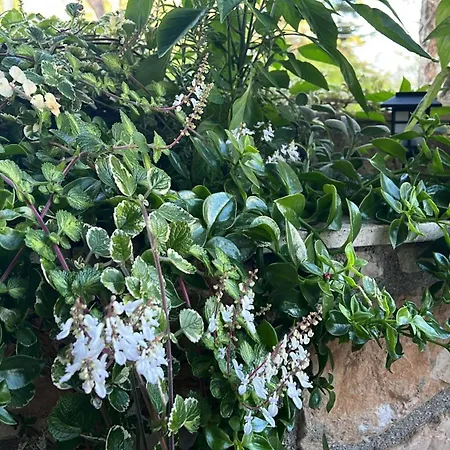 La Casetta Di Fiore * 塞尔瓦·迪·法萨诺