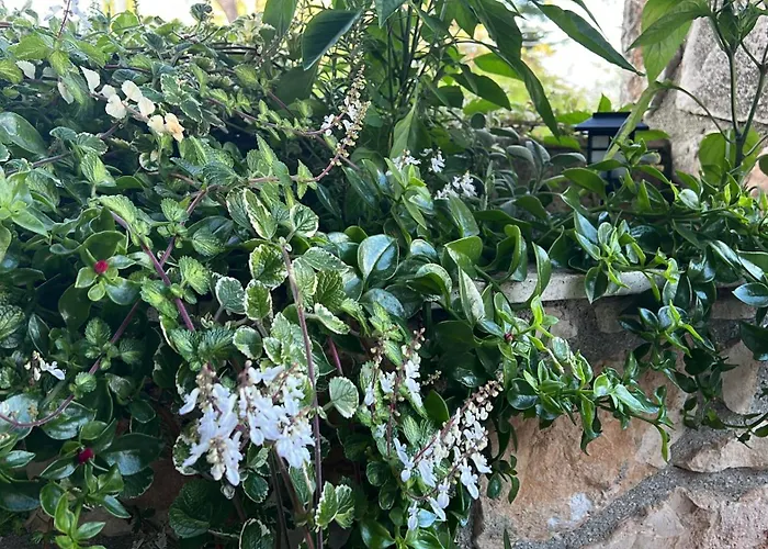 La Casetta Di Fiore * Сельва-ди-Фазано